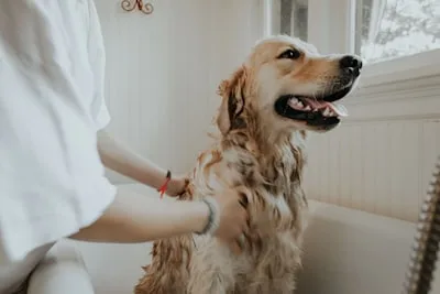 Pet Kuaför, Lazer ve Diğer Hizmetler